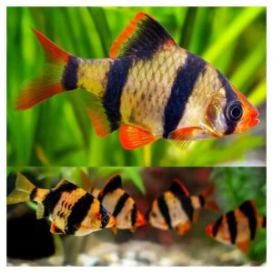 Ribice za akvarijum: Puntius tetrazona - Barbus tetrazona