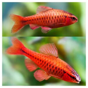 Ribice za akvarijum: Puntius titteya - Barbus titea