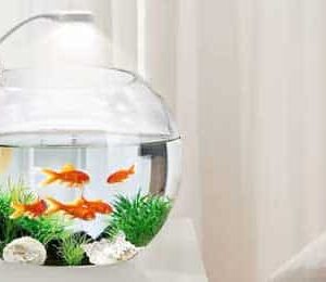 Rasveta za akvarijum