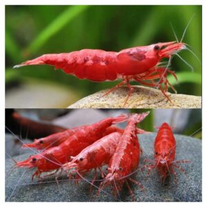 Kozice za akvarijum: Red shrimp - Crvene kozice