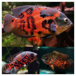 Ribice za akvarijum: Astronotus ocellatus - Oskar tiger