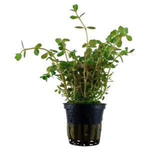 Biljke za akvarijum: Rotala rotundifolia