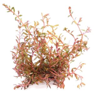 Biljke za akvarijum: Rotala Vietnam Hra