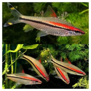 Ribice za akvarijum: Puntius denisonii - Denisoni