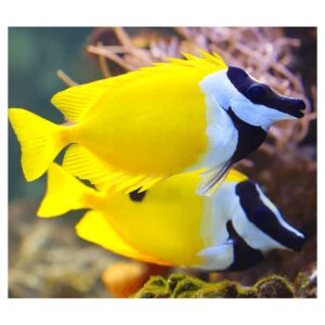 Morske ribiceSiganus vulpinus - Foxface