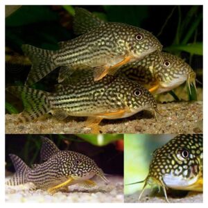 Ribice za akvarijum: Corydoras sterbai