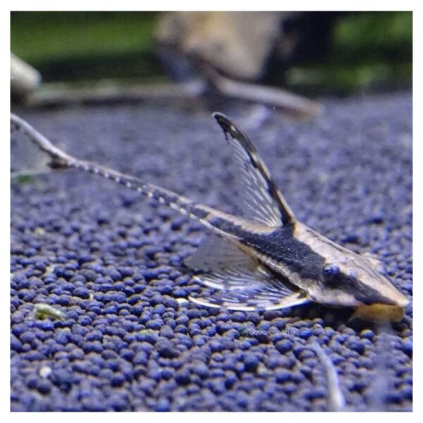 Ribice za akvarijumSturisoma sp.