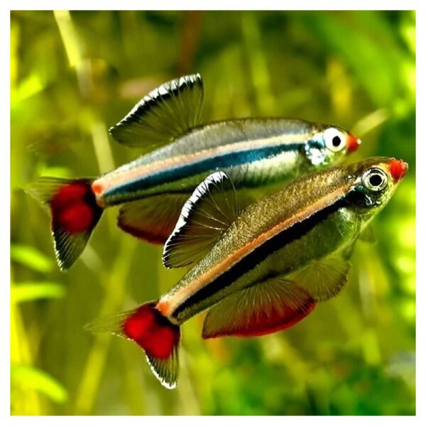 Ribice za akvarijumTanichthyts albonubes - Tanitis