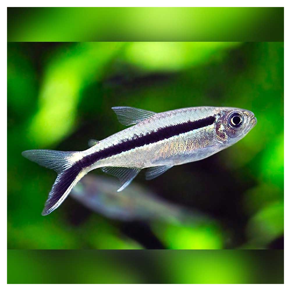 Ribice za akvarijumThayeria boehlkei - Hockey tetra (pingvin tetra)