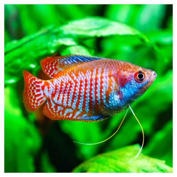 Ribice za akvarijumColisa lalia var. dwarf tiger - Patuljasta kolisa tiger