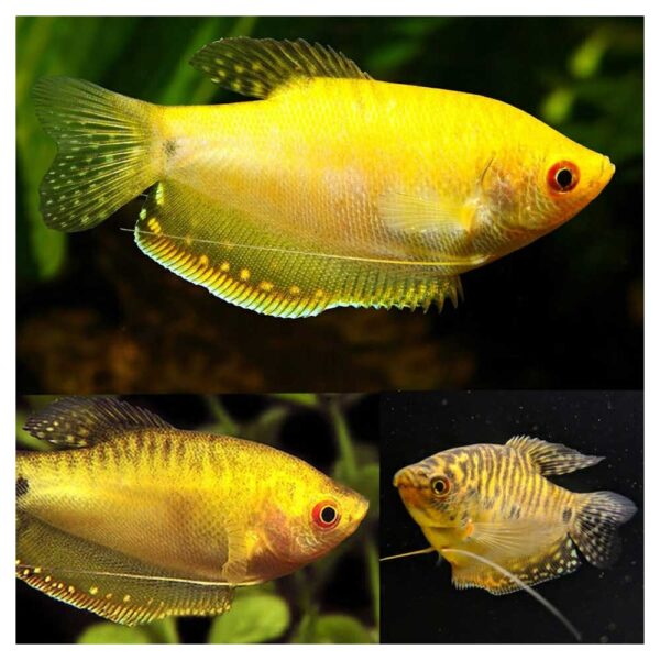 Ribice za akvarijum: Trichopodus trichopterus zuti