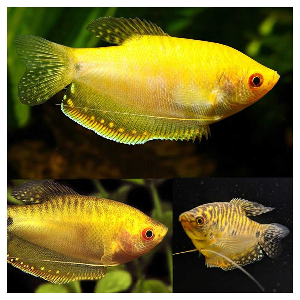 Ribice za akvarijum: Trichopodus trichopterus zuti