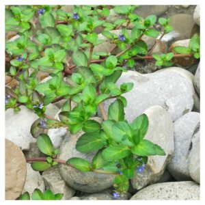 Biljke za jezeraVeronica beccabunga