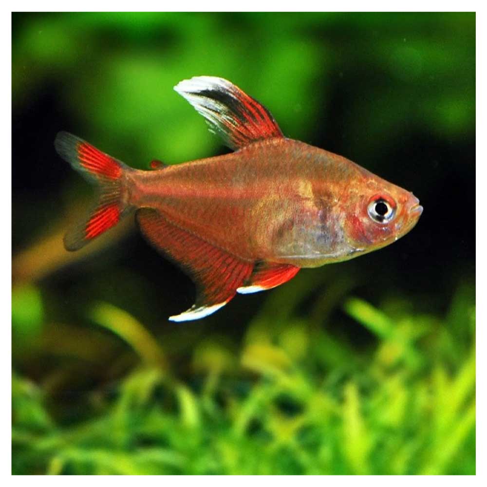 white fin tetra