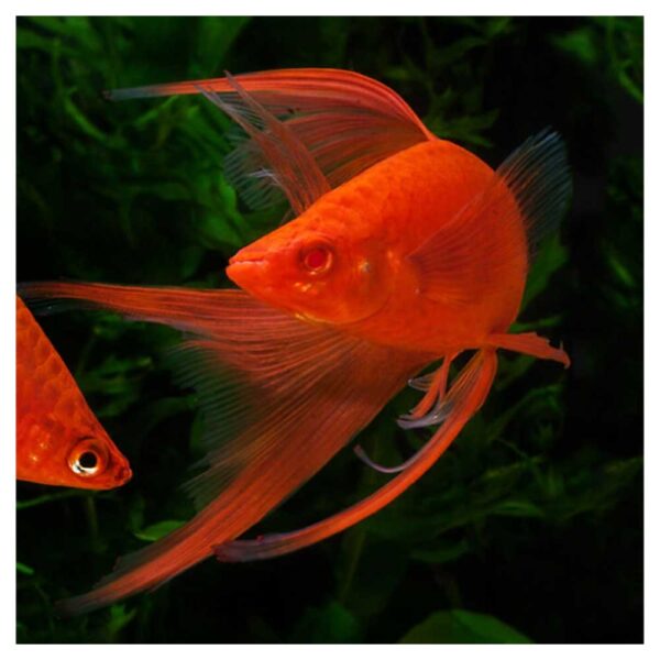 Ribice za akvarijumXiphophorus helleri var. - Ksifo vegtail