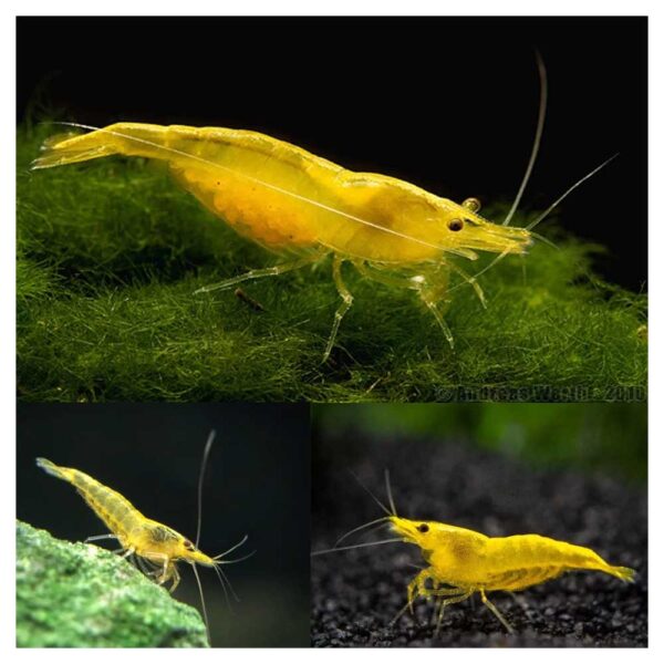 Kozice za akvarijum: Yellow shrimp - Žute kozice