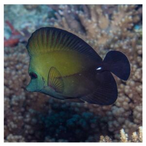 Morske ribiceZebrasoma Scopas - L