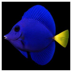 Morske ribiceZebrasoma Xanthurum - Purple tang